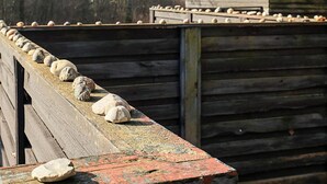 Une structure en bois dotée d’un toit incliné et d’une rangée de pierres le long du bord.