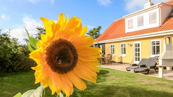 A sunflower in a garden with a yellow house and outdoor seating in the background.