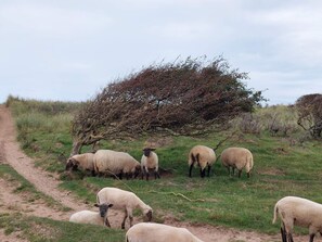 A group of sheep grazing on a grassy hillside with a dirt path to the left.