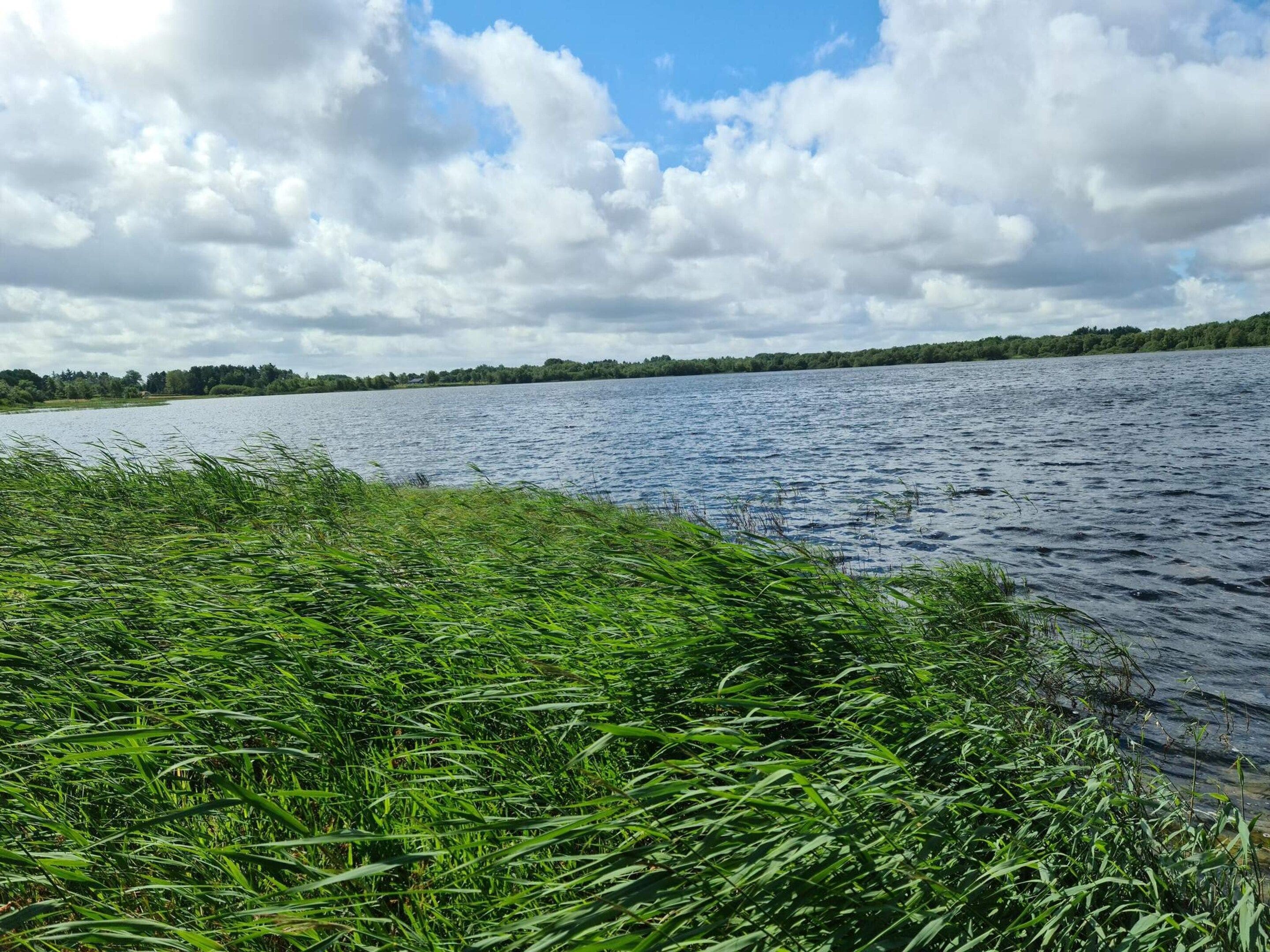 A lake with a grassy shoreline and a forested area in the distance.