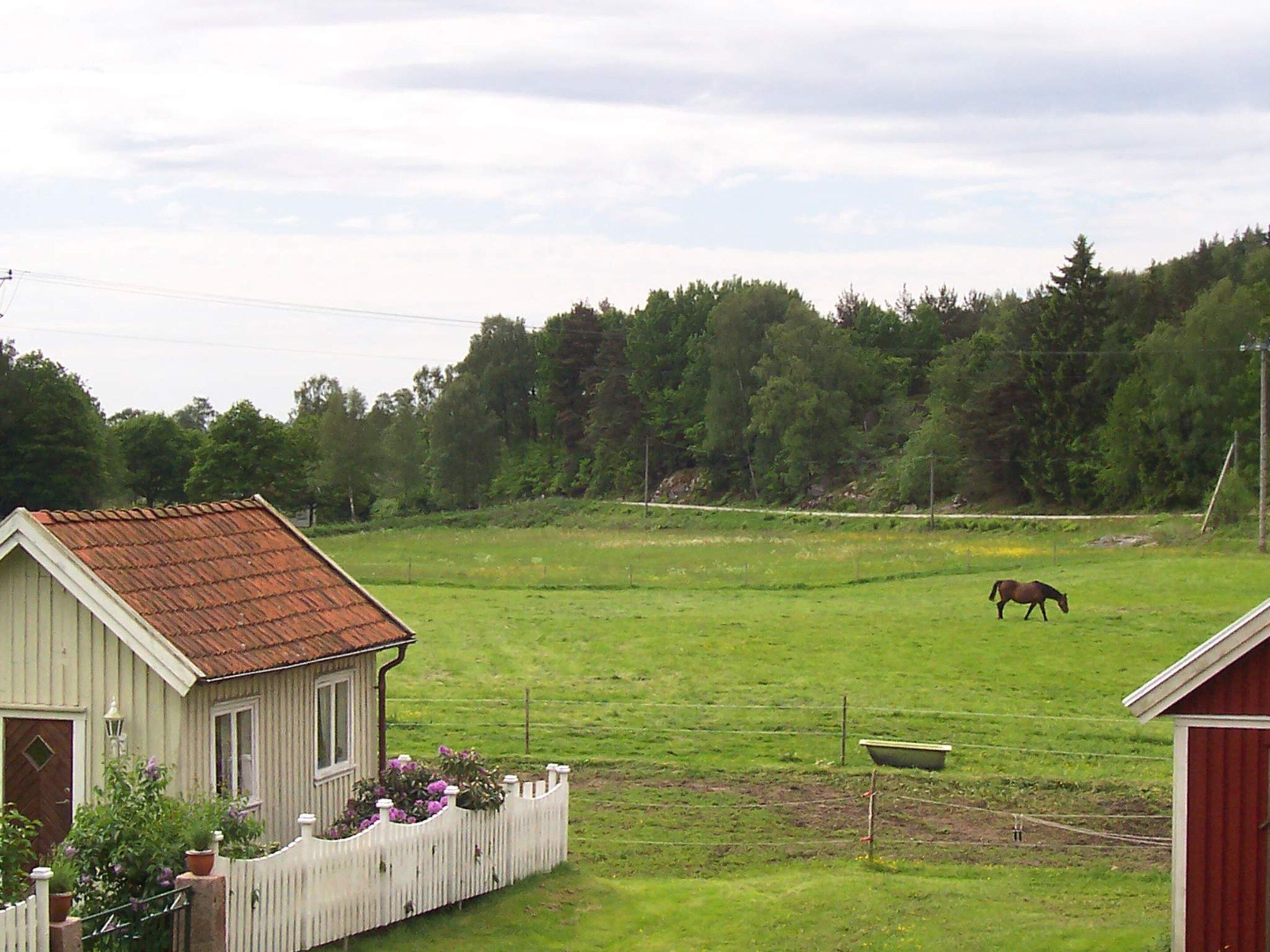 A rural property with a fenced yard, a wooden building, and a horse grazing in the distance.