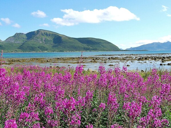 Eine Küstenlandschaft mit einem Berg im Hintergrund und einem Feld voller lila Blumen im Vordergrund.
