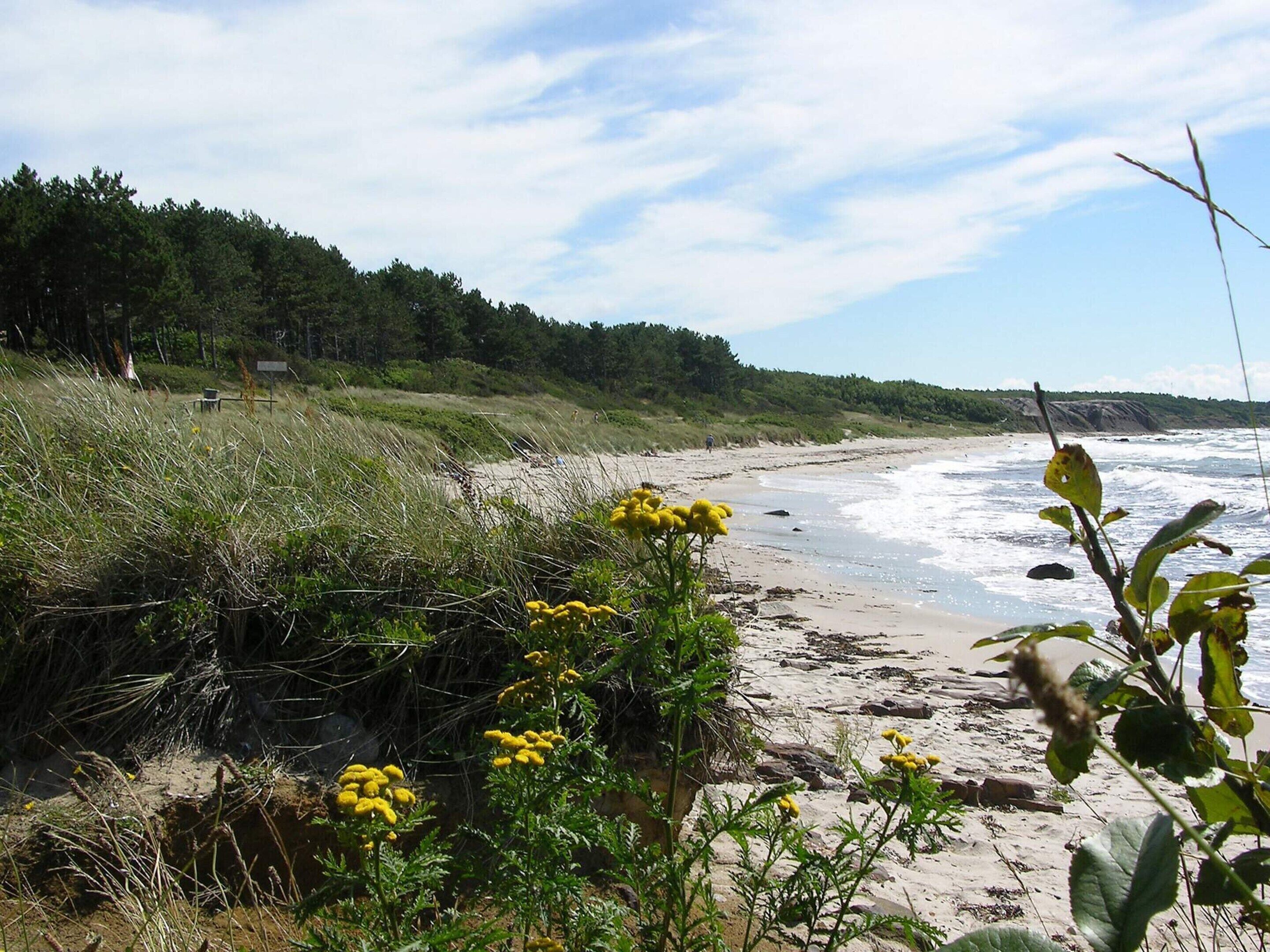 En strand med en græsplæne og gule blomster i forgrunden.