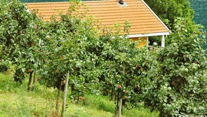 Una casa con tejado de baldosas, rodeada de abundante vegetación y una masa de agua.