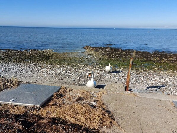 Una playa de guijarros con cisnes, un banco de metal y un poste de madera.