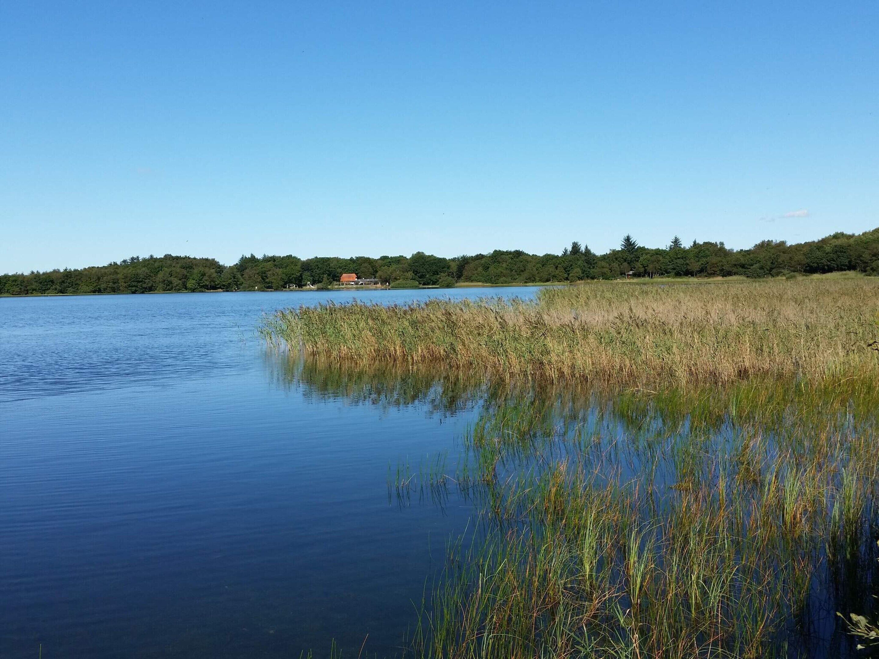 A calm lake with reeds in the foreground and a forested shoreline in the background.
