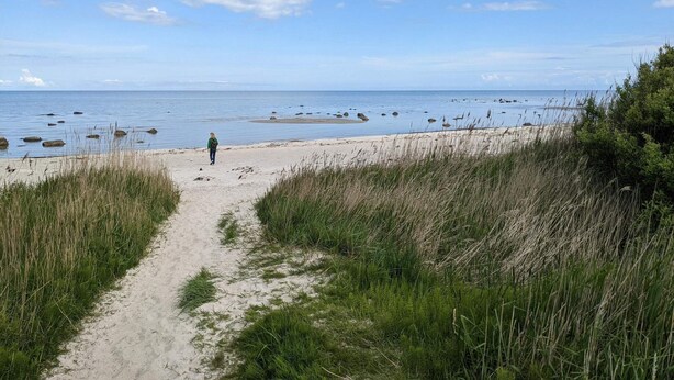 A sandy beach path leading to the ocean, surrounded by tall grass and shrubs.