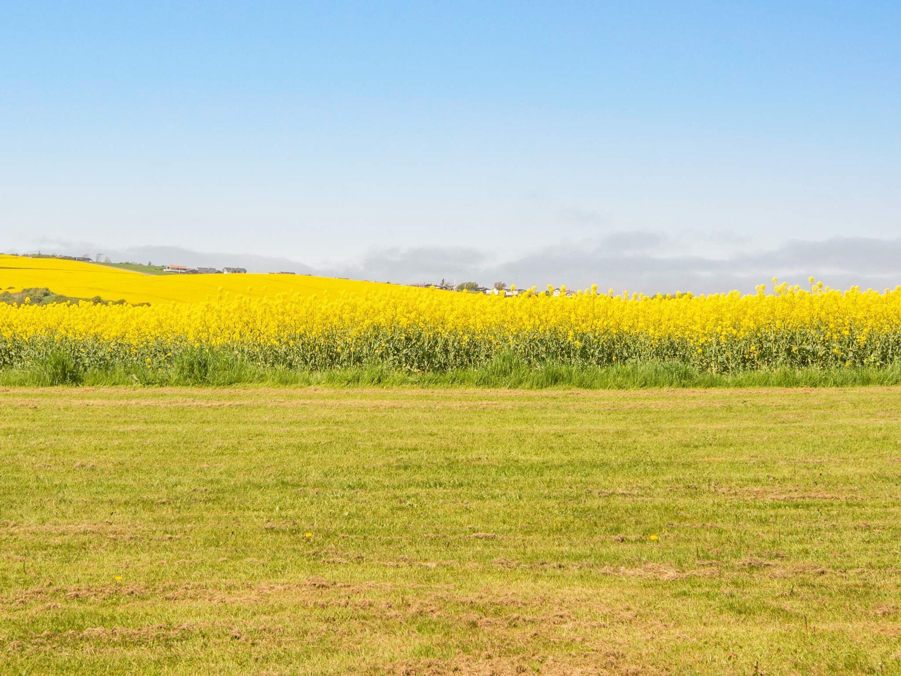 A field of yellow flowers with a clear sky.