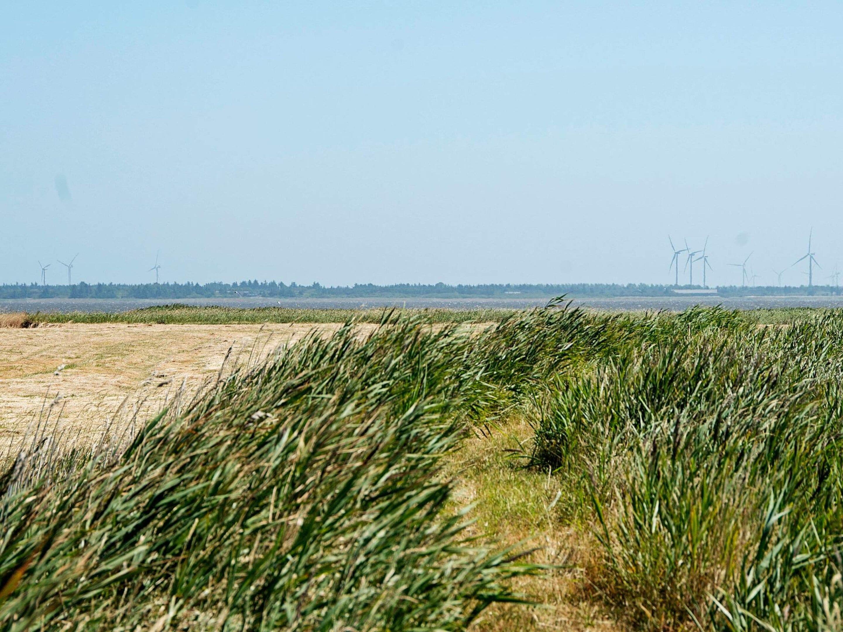 A flat landscape with wind turbines in the distance and tall grasses in the foreground.