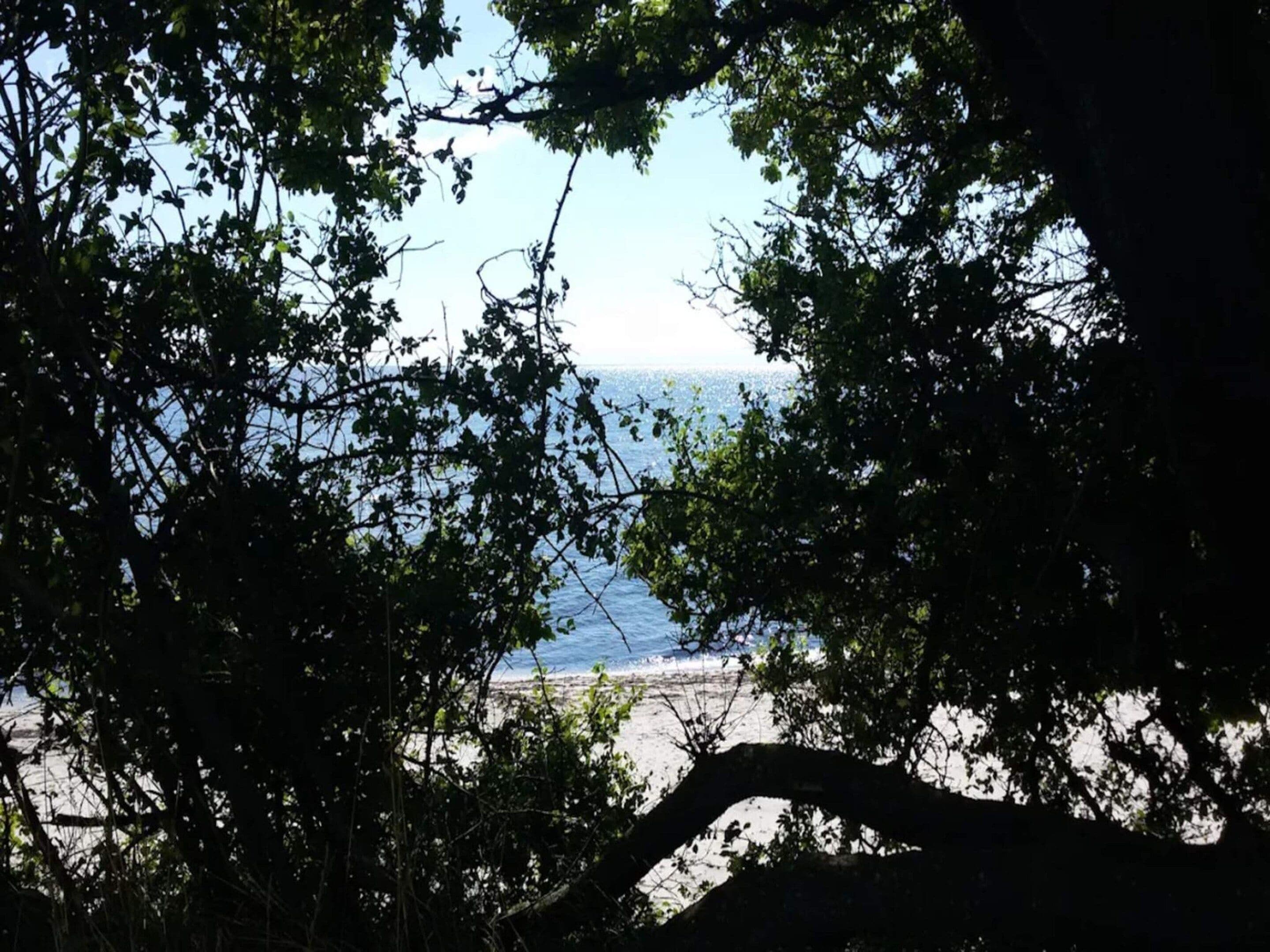 Une vue sur la plage à travers un feuillage dense, avec un ciel dégagé et une mer calme.