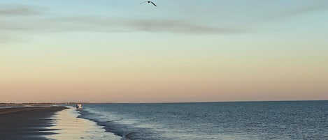 A beach with a clear sky and a bird flying.