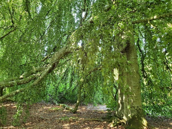 Un bosque denso con diversas especies de árboles y el suelo cubierto de hojas y ramitas.