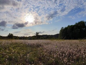 House | Miscellaneous