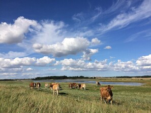 House | Miscellaneous - Beachfront Family Retreat - By Traum Ferienwohnungen (Assens)