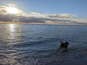 Un chien joue dans l’eau près d’une plage.
