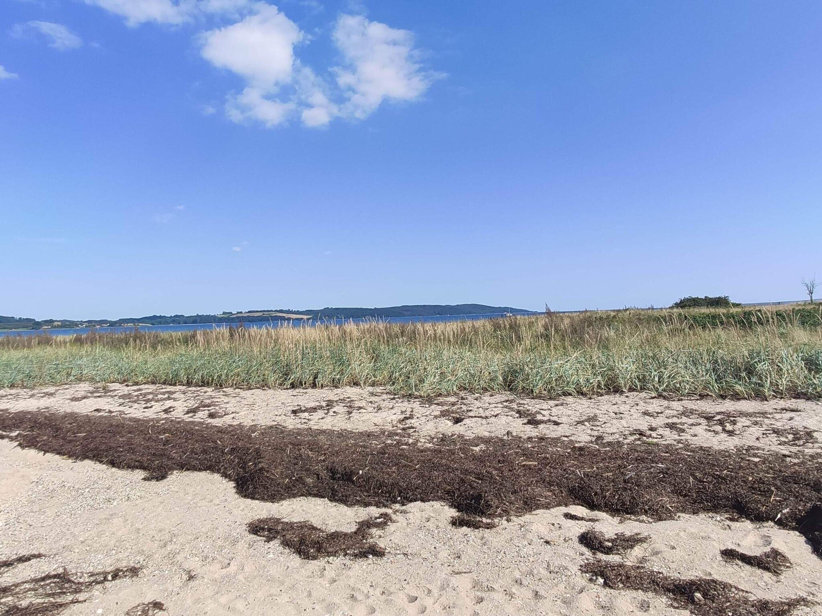 A beach with sand and seaweed, a clear sky, and distant hills.