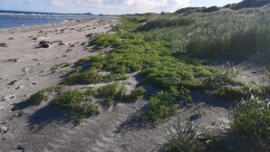 A beach with pebbles and green vegetation along the shore.