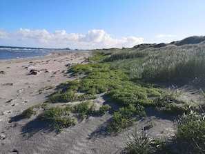 A beach with sand, seaweed, and distant buildings. - 6 Person Holiday Home in Laeso (Læsø)