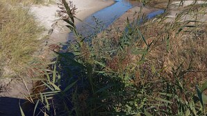 A beach with a narrow water channel, sandy dunes, and dense vegetation. - 5 Person Holiday Home in Albaek (Aalbaek)