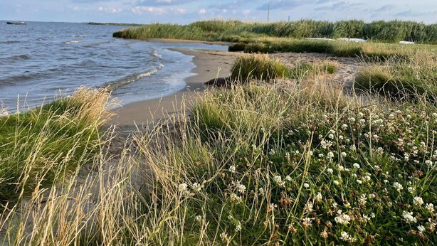 A coastal landscape with a sandy beach, grassy dunes, and a calm sea.