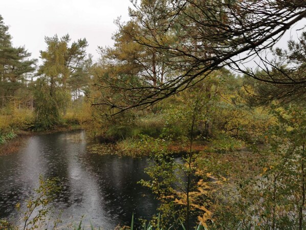 A natural landscape with a body of water, surrounded by trees and vegetation. - 6 Person Holiday Home in Hirtshals (Hirtshals)