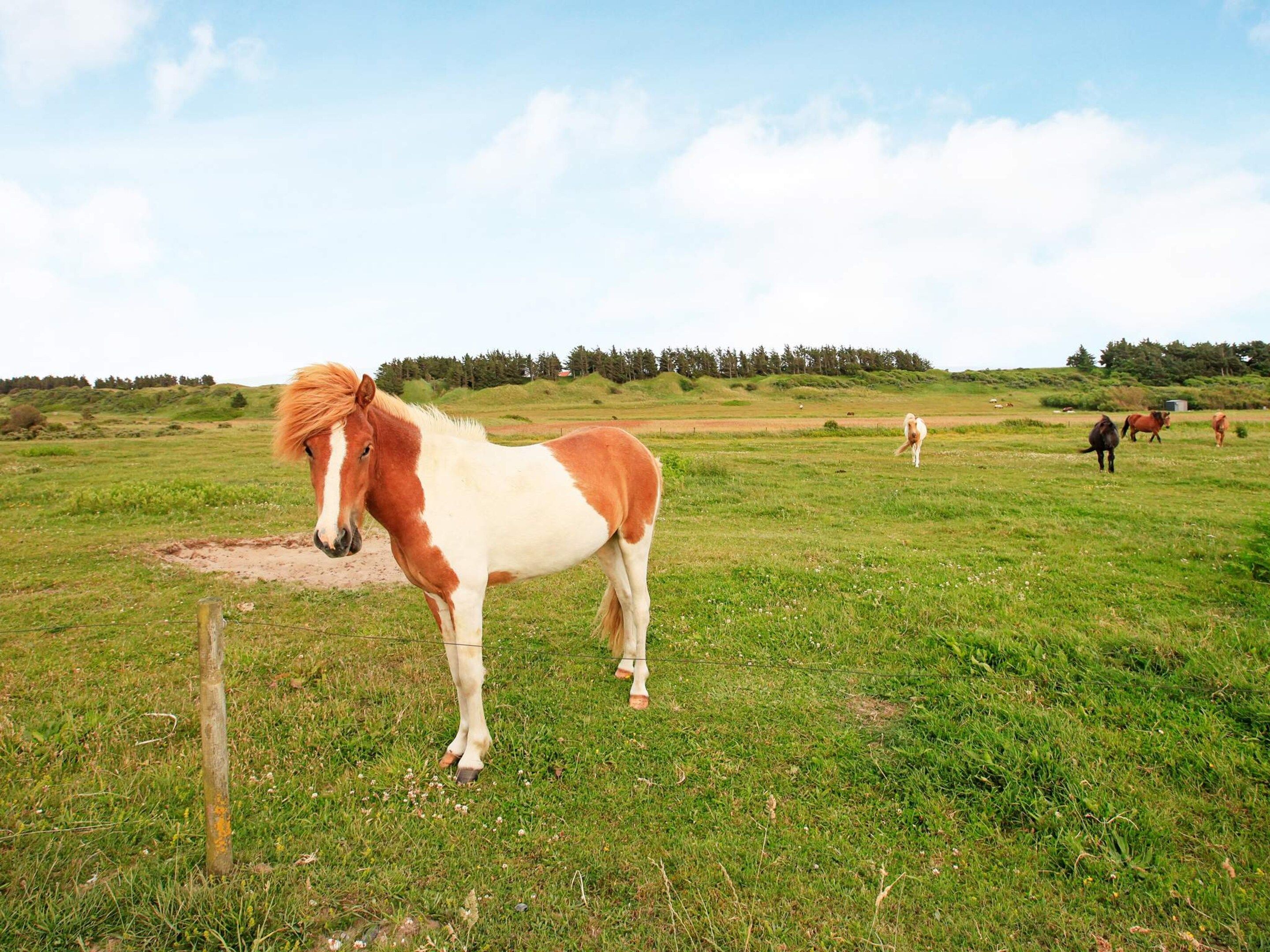 A grassy field with a horse in the foreground and others in the background.