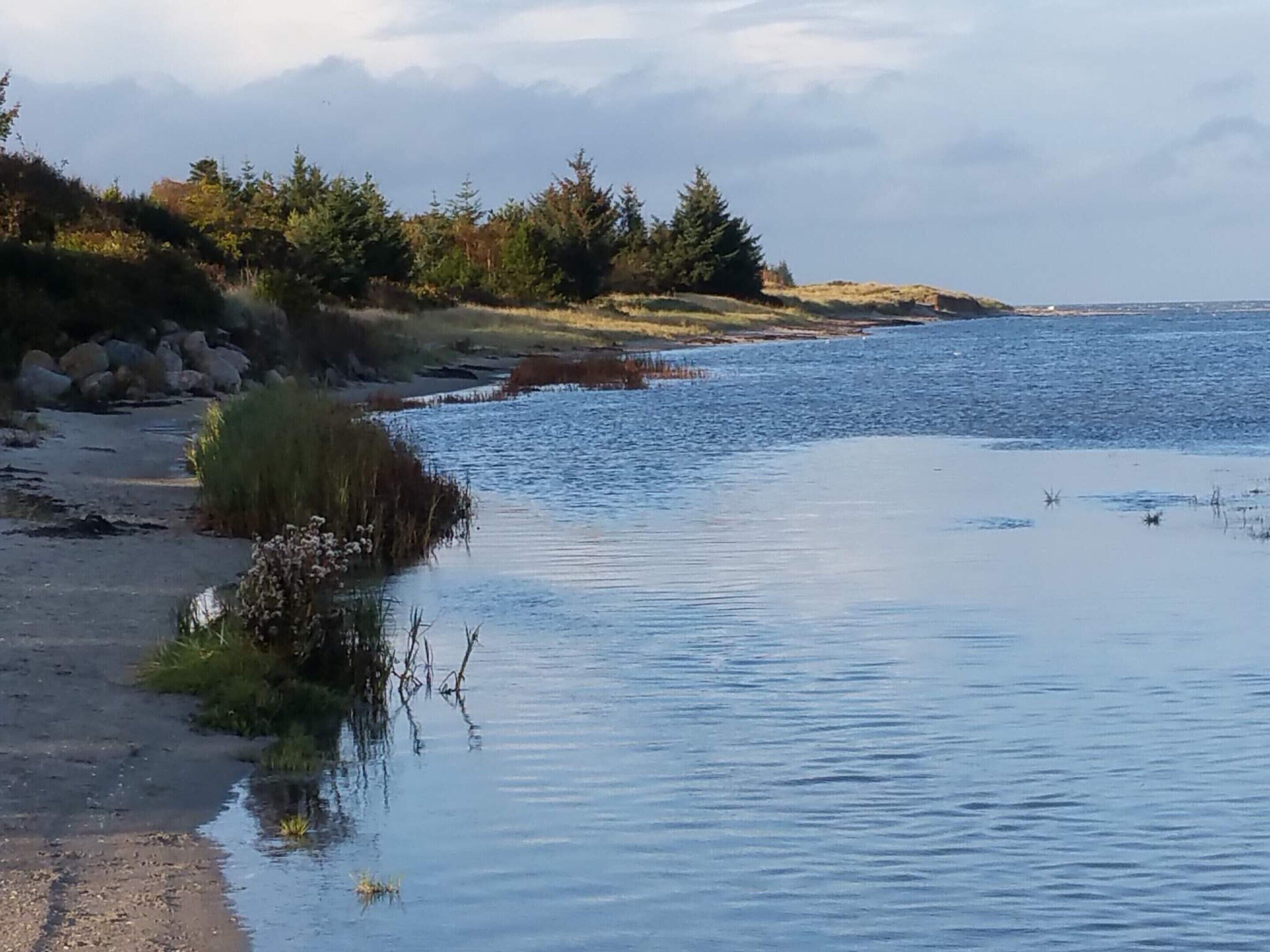 Una masa de agua tranquila con una playa de arena, algo de vegetación y un área boscosa al fondo.