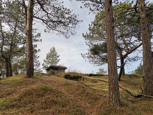 House | Property grounds
