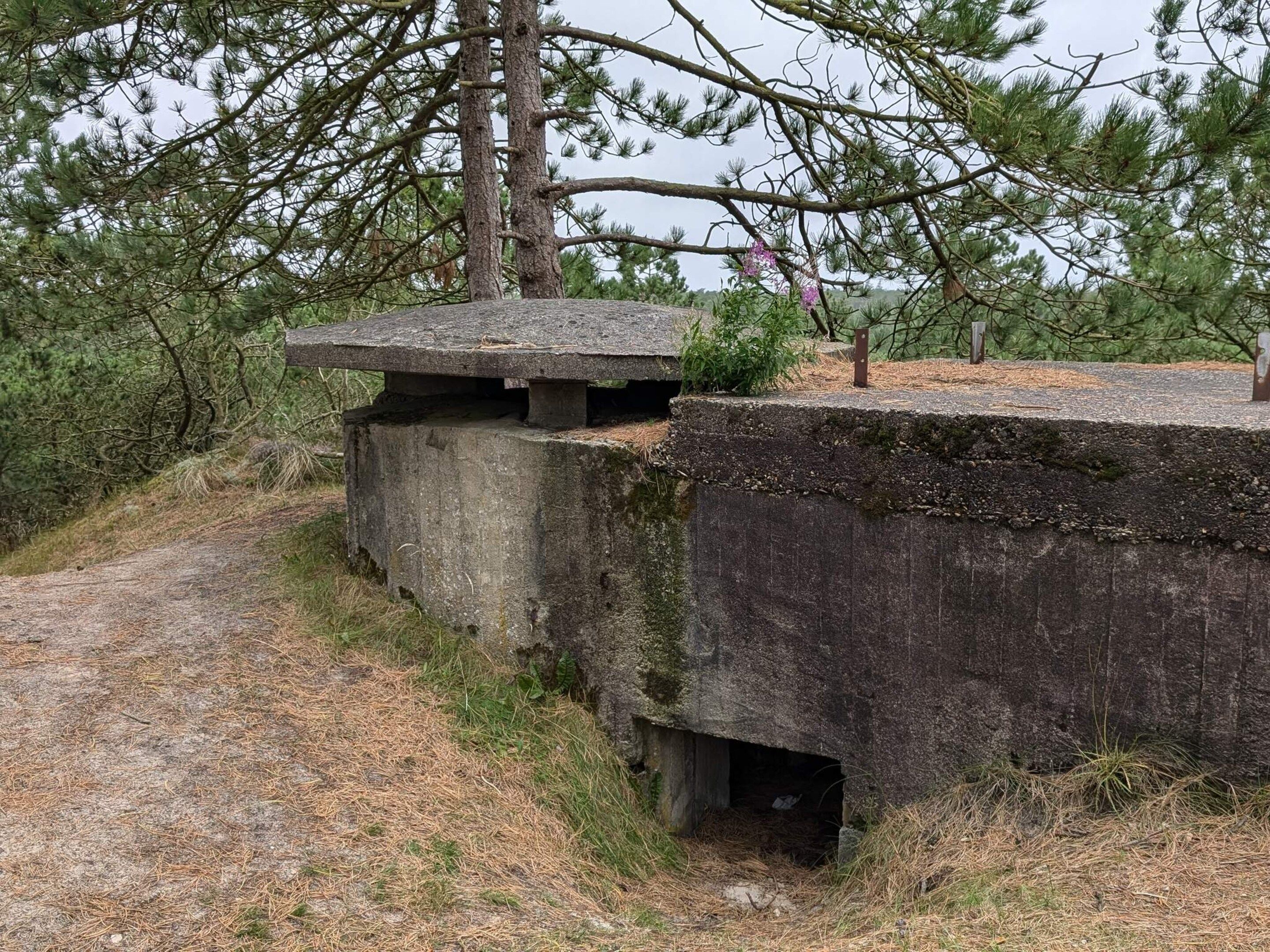 A concrete structure with a flat top and a narrow entrance, surrounded by pine trees and a gravel path.
