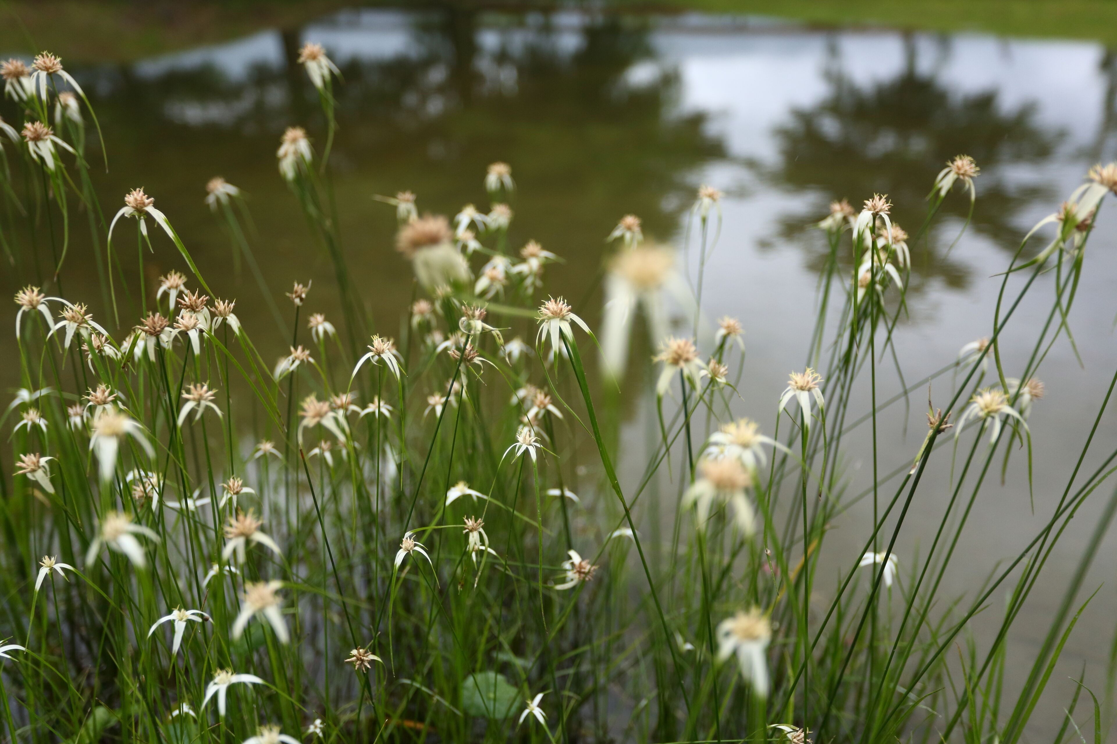 Gårdsplass