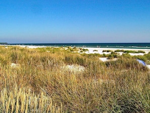 A beach with sand dunes and tall grasses.