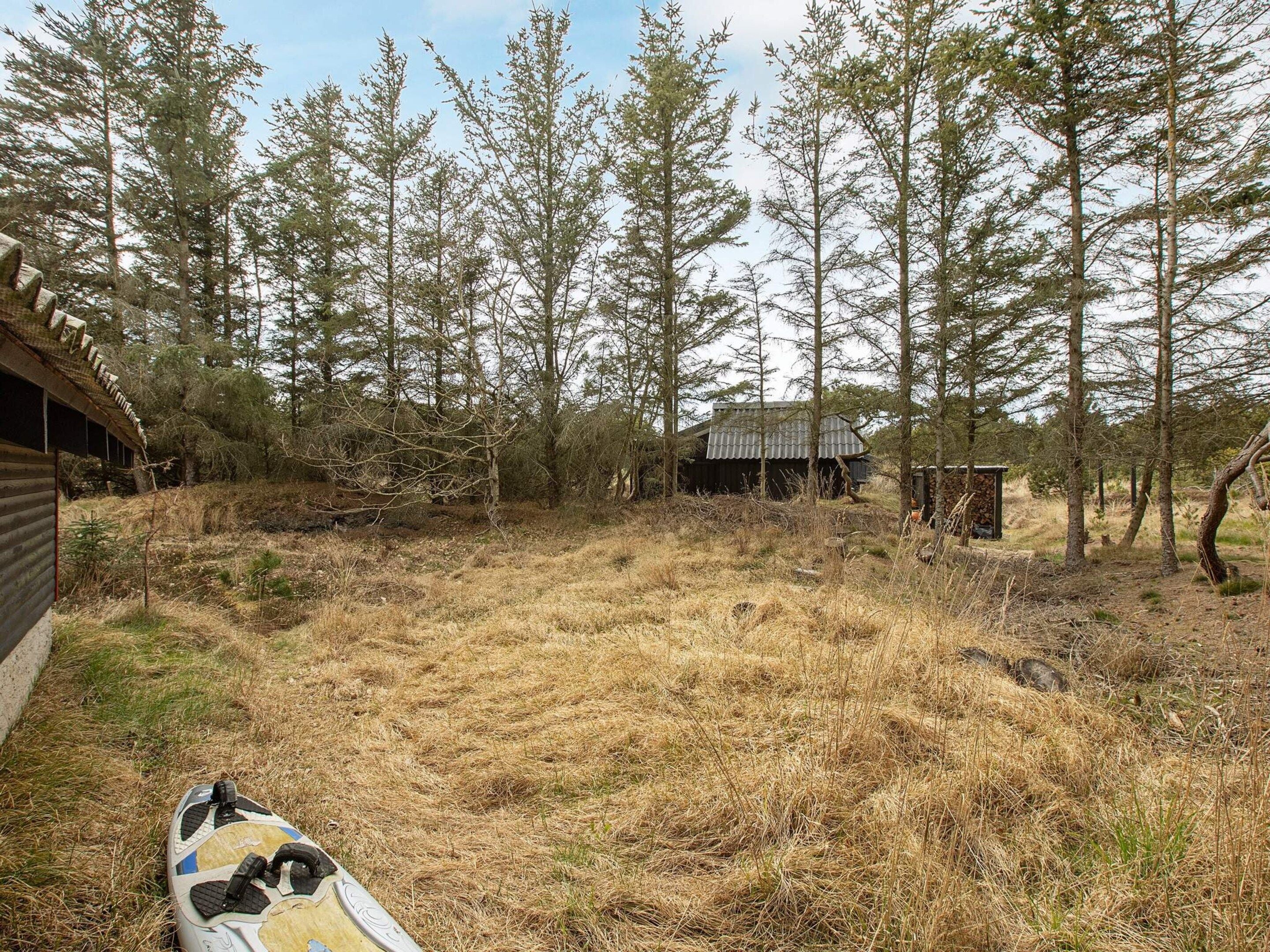 A rustic cabin surrounded by tall pine trees in a dry, grassy area.