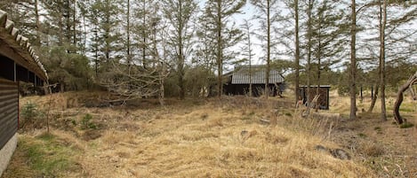 En enkel stuga omgiven av höga tallar på en torr, gräsbevuxen plats.