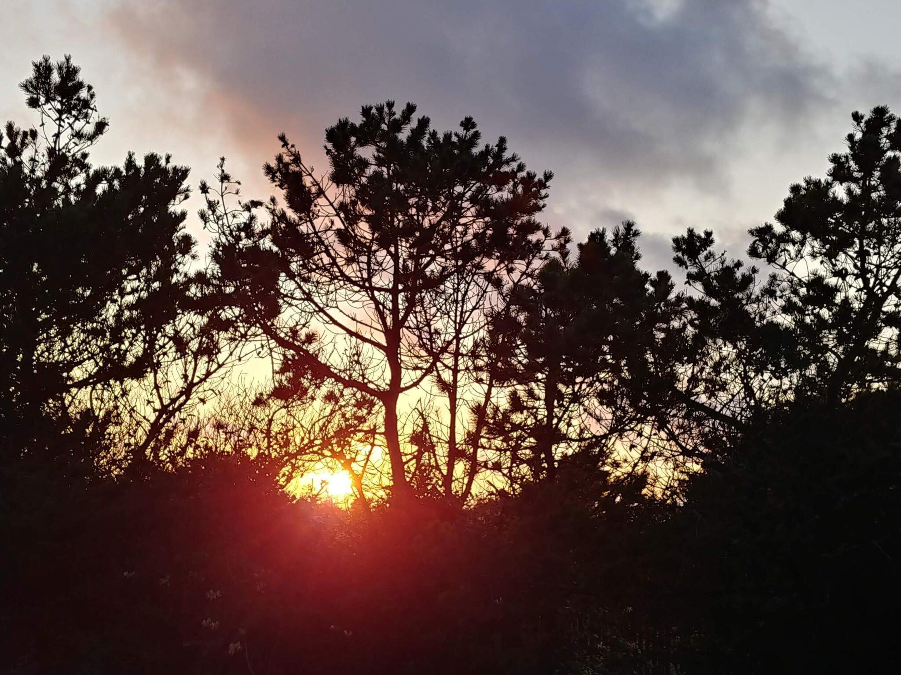 A sunset with silhouettes of trees in the foreground.
