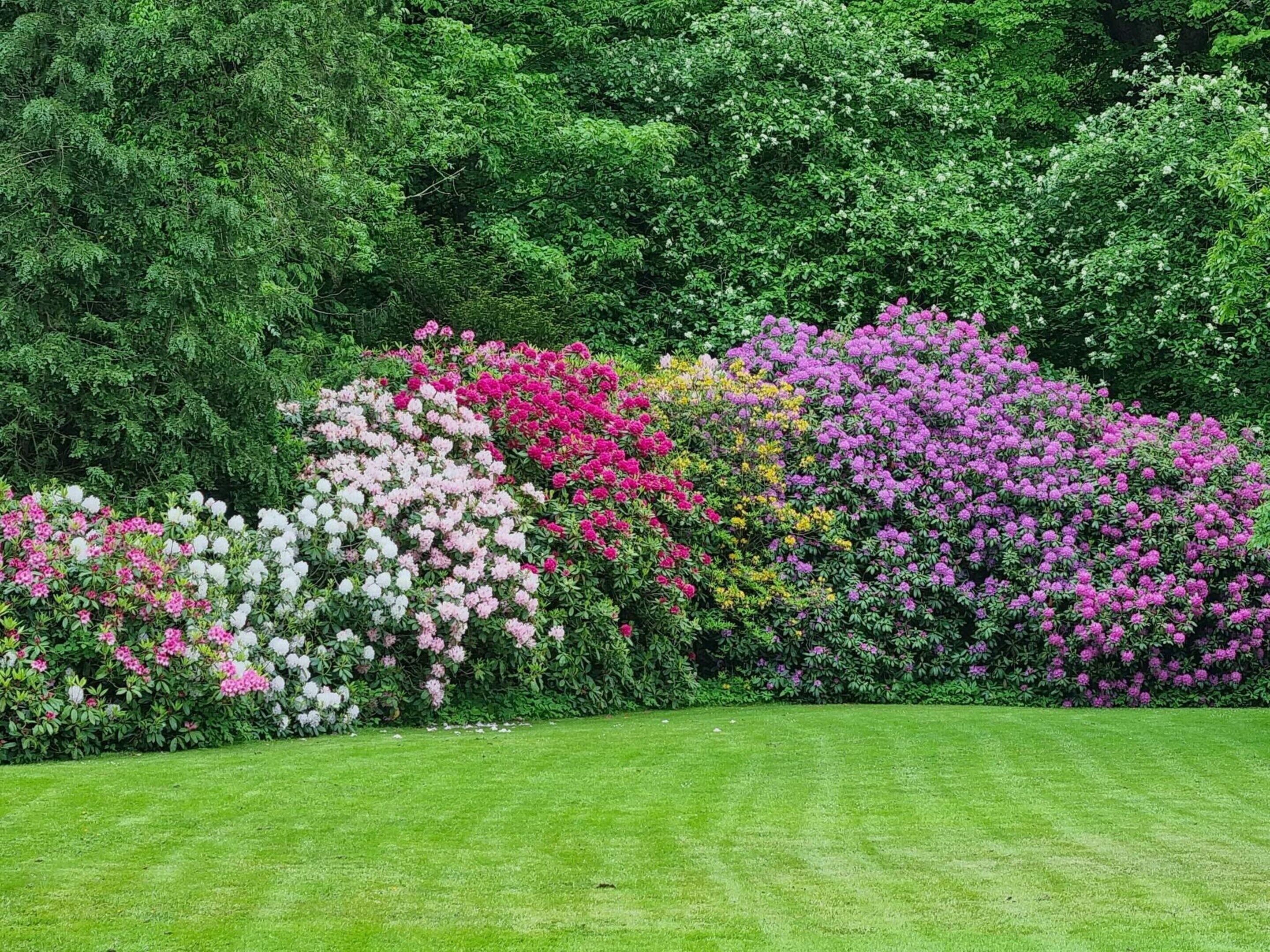 A garden with a variety of flowering shrubs and a well-maintained lawn.