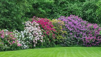 A garden with a variety of flowering shrubs and a well-maintained lawn.