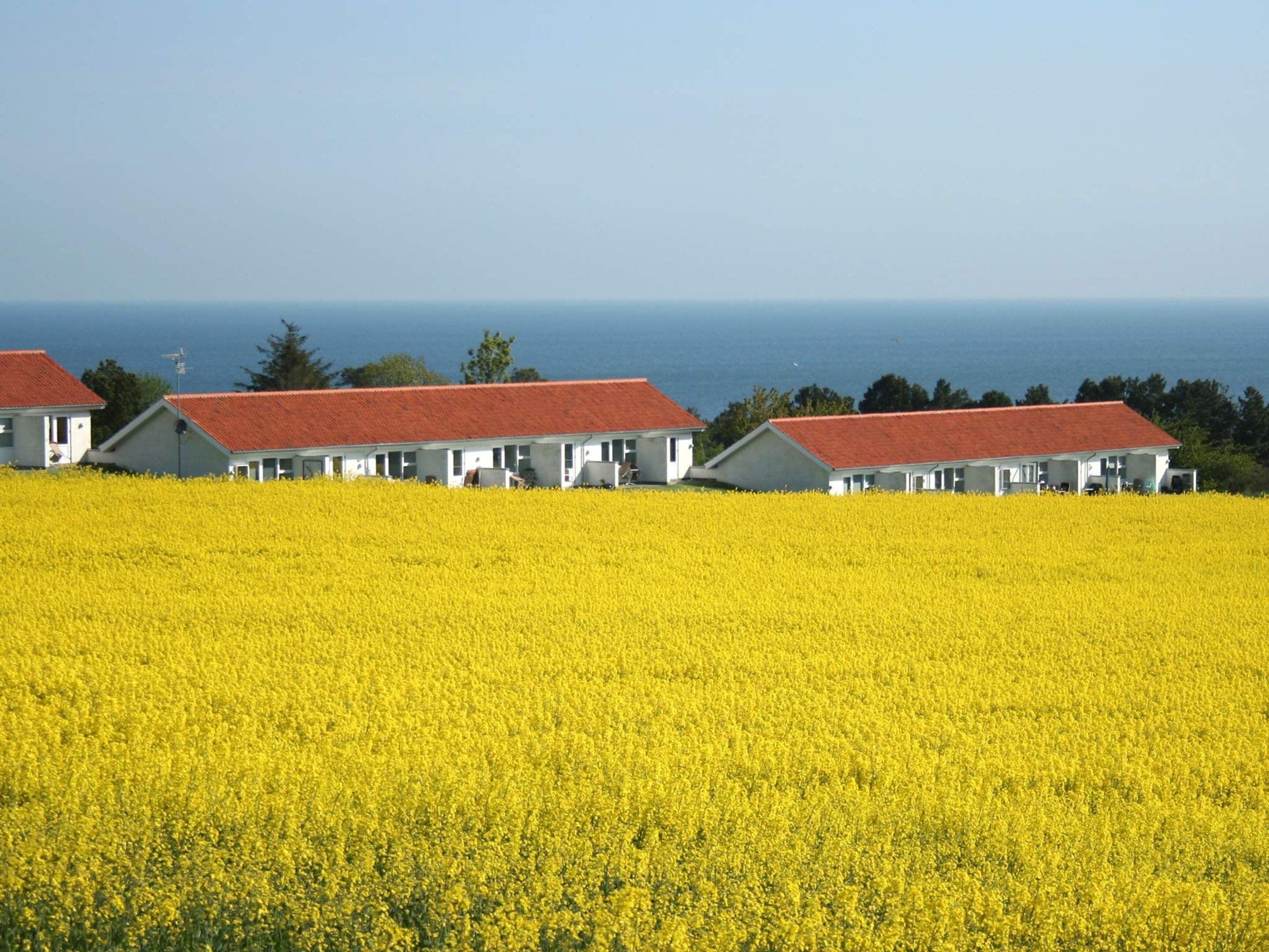 Fileira de edifícios brancos com telhados vermelhos, com um campo amarelo e o mar ao fundo.