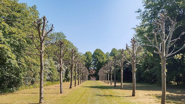 A pathway lined with trees in a park.
