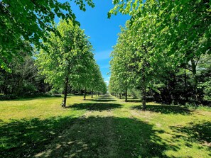 A pathway lined with trees in a park. - 4 Person Holiday Home in Skibby (Skibby)