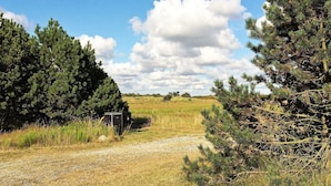 A gravel path leading through a natural landscape with dense coniferous trees on either side.