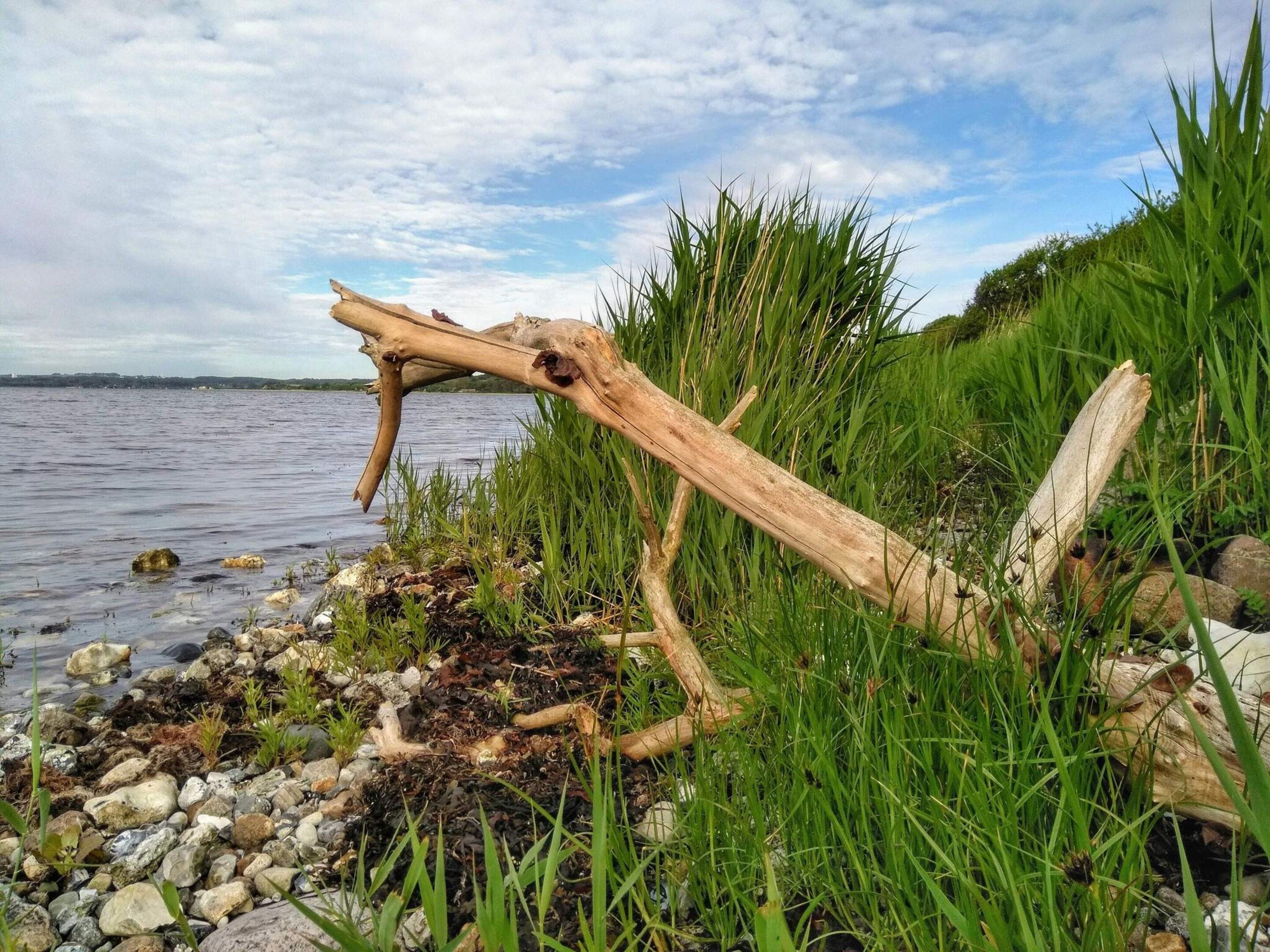 A natural landscape with a fallen tree trunk, rocks, and grass by a body of water.