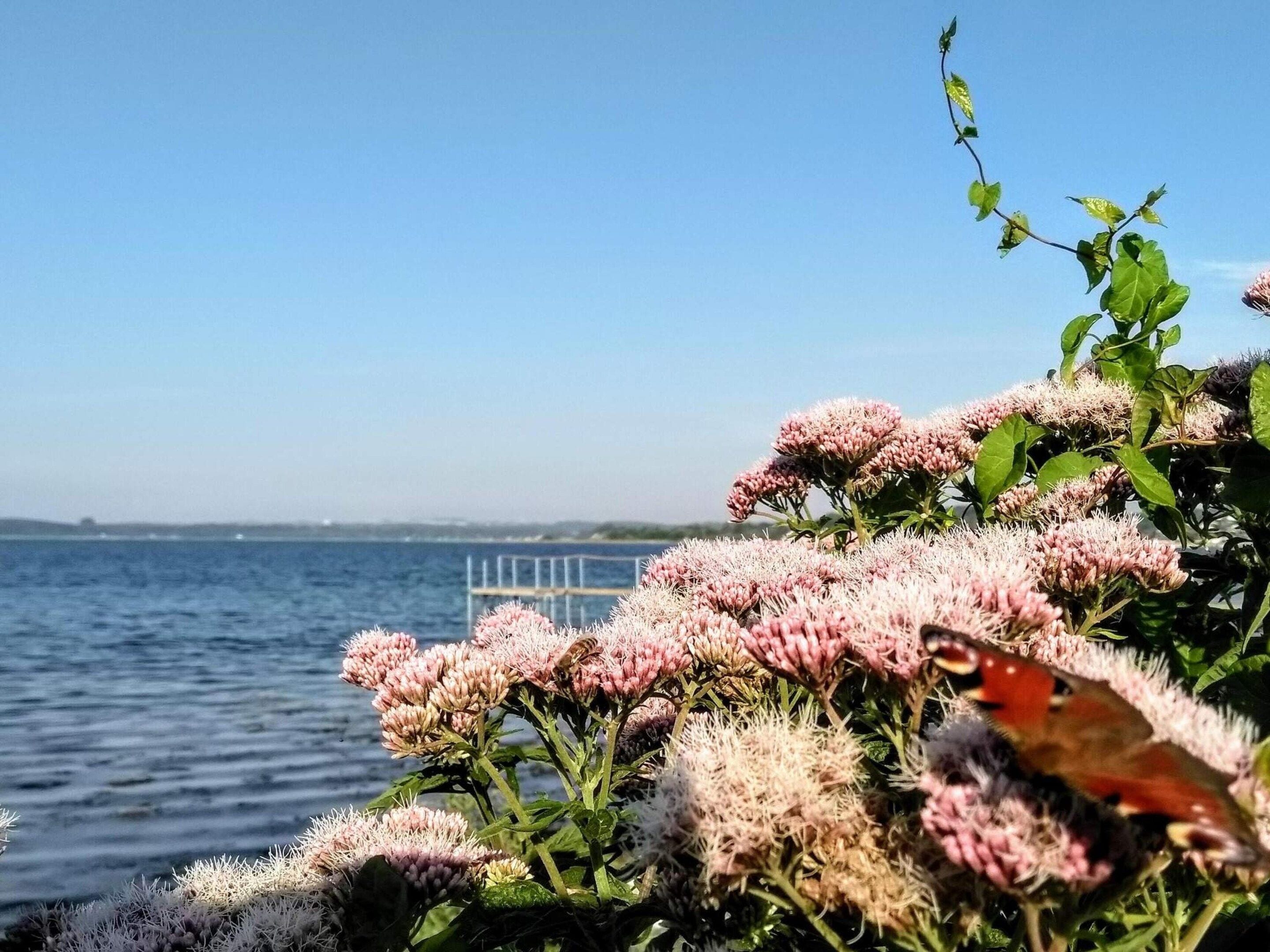 Vista costera con una masa de agua, un muelle y plantas con flores.