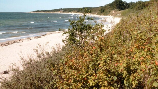 En strand med sandstrand, vågor och tät vegetation.