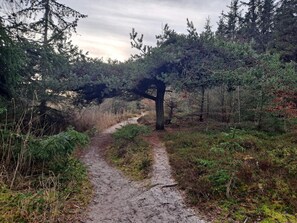 A muddy forest path surrounded by dense trees and underbrush.