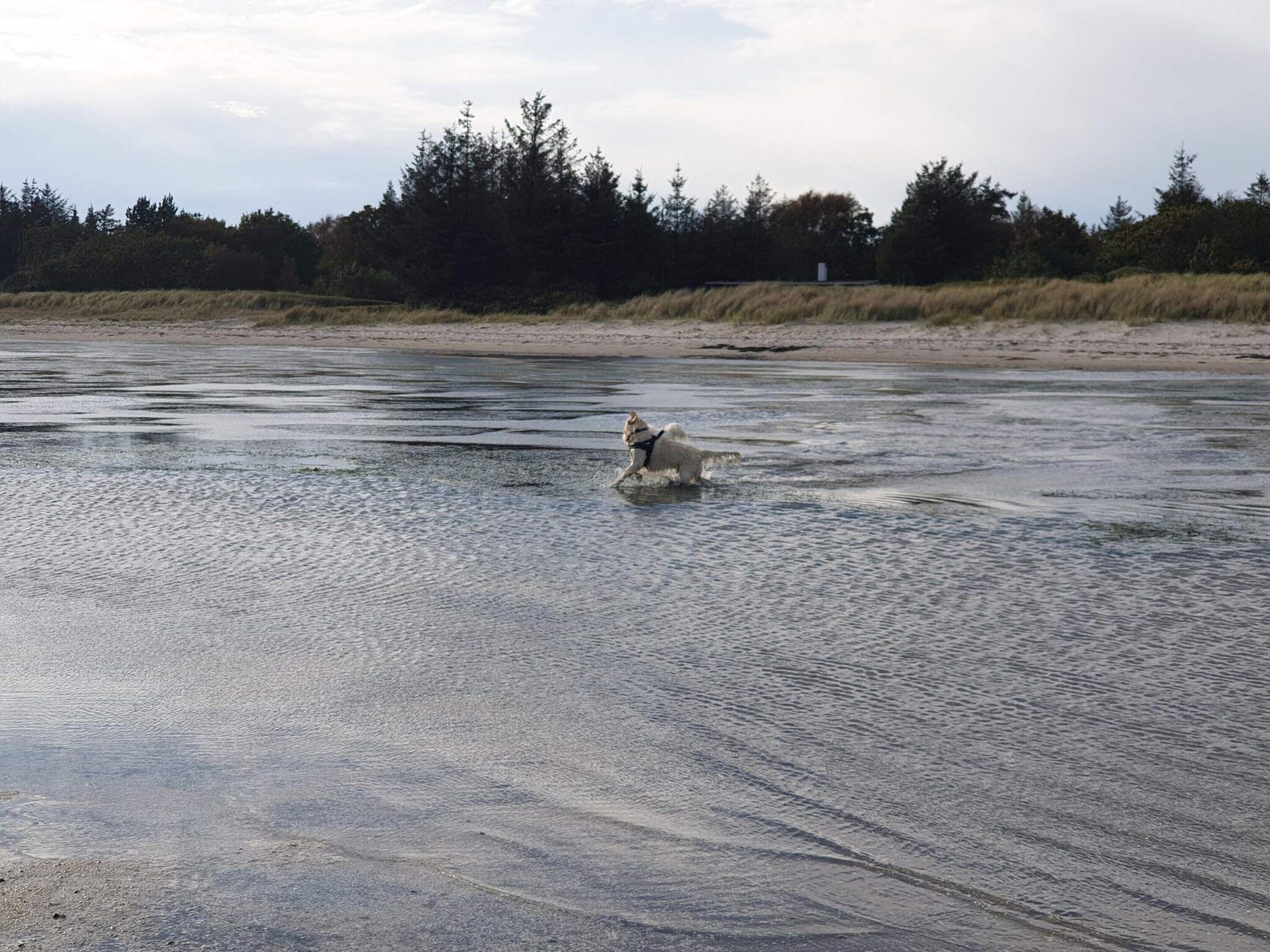 En hund som springer över en våt yta med träd i bakgrunden.