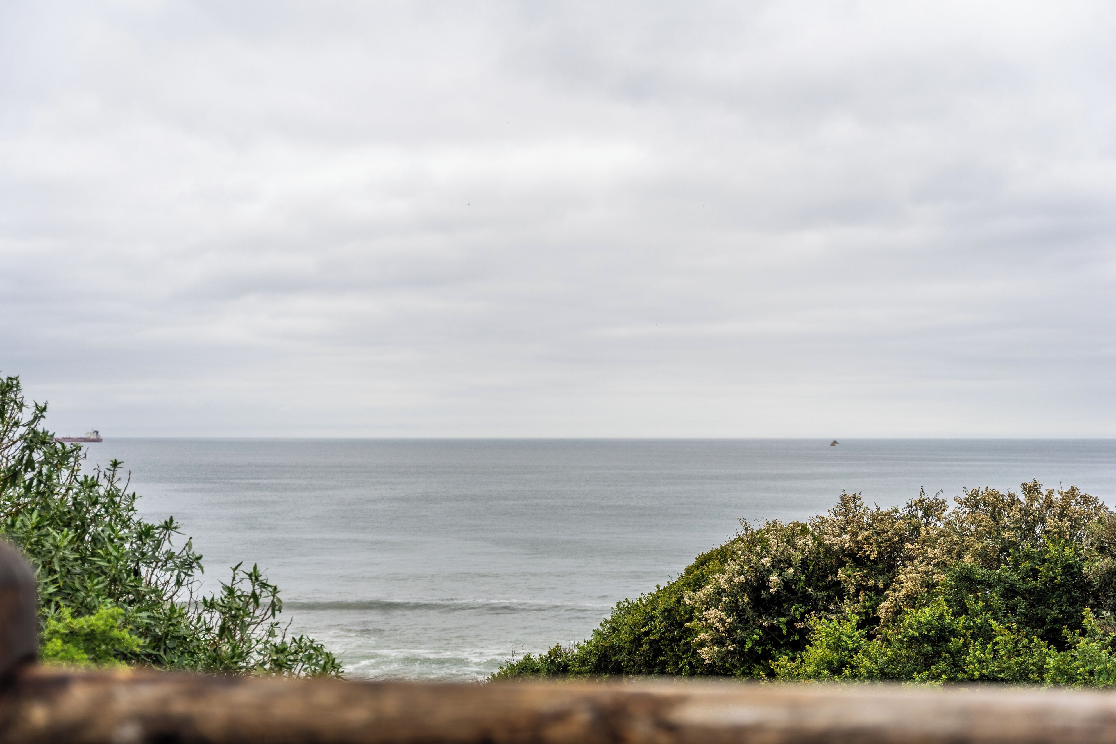 A coastal view with a ship in the distance, overcast sky, and dense foliage in the foreground.