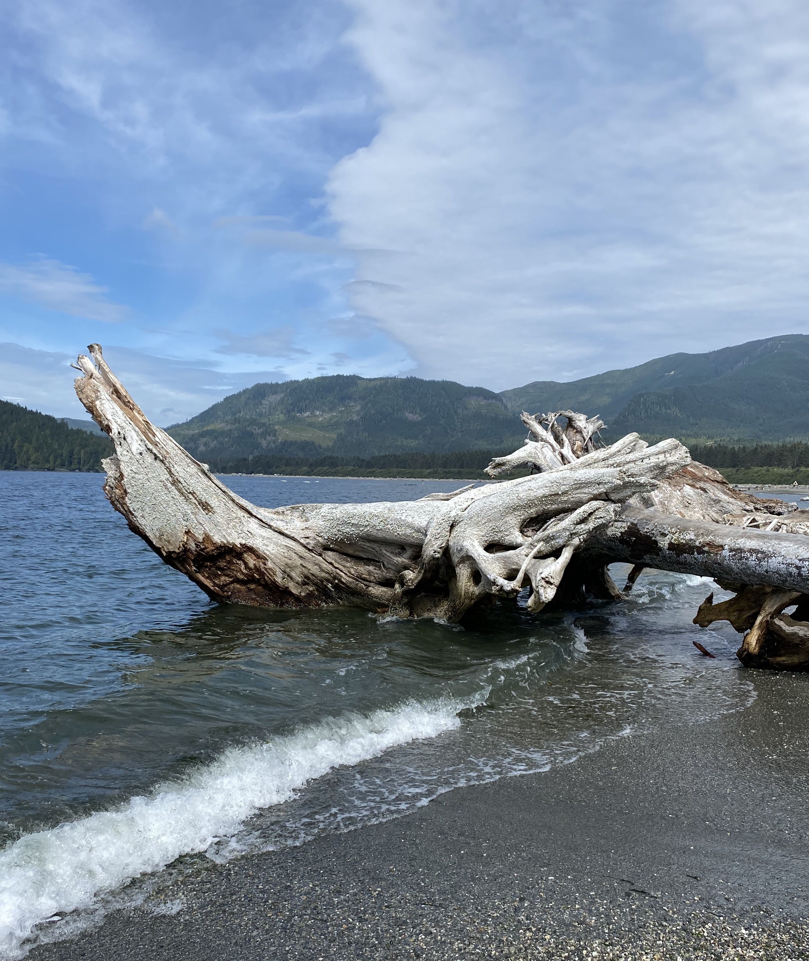 Un tronc d’arbre massif, tombé sur une plage, avec un lac et des montagnes en arrière-plan.