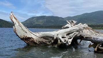 Un tronc d’arbre massif, tombé sur une plage, avec un lac et des montagnes en arrière-plan.