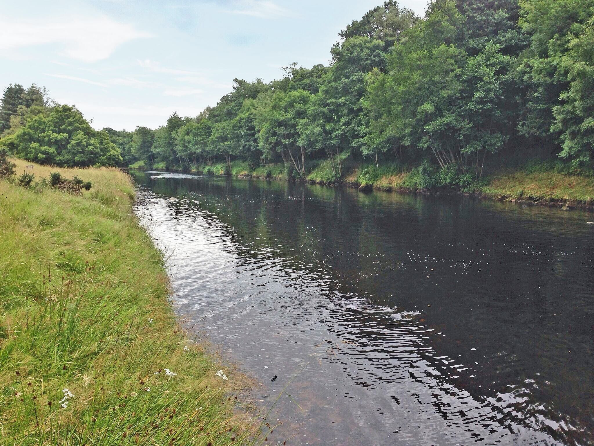 A river with a grassy bank and dense trees in the background.