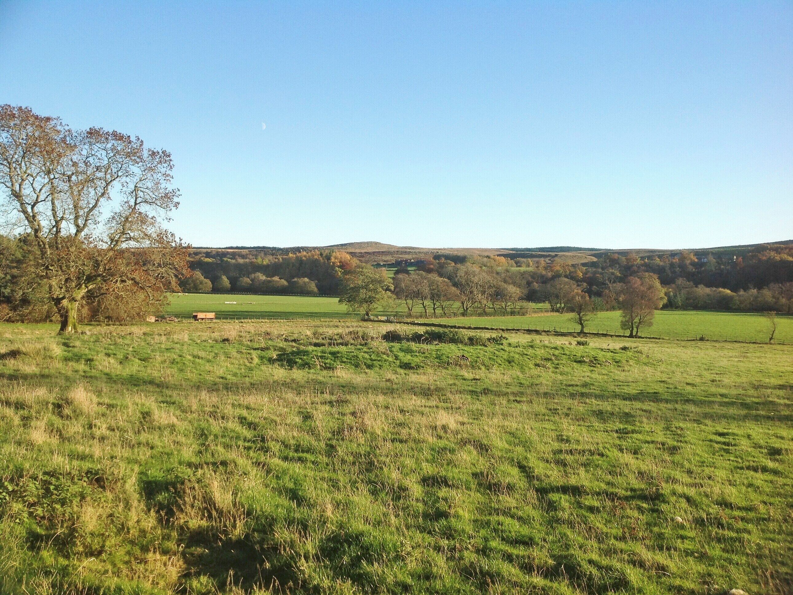 A rural landscape with open fields, a large tree, and distant hills.